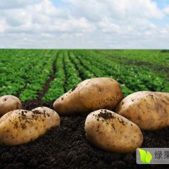 内蒙古太仆寺旗荷兰十五土豆何去何从