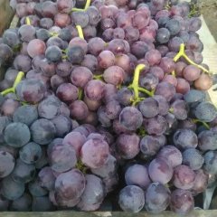 平邑武台乒乓球葡萄大量销售