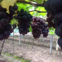 晋州市葡萄长势旺盛,南白康先生诚信合作