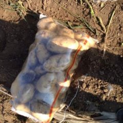 内蒙古巴林左旗荷兰十五土豆上市了