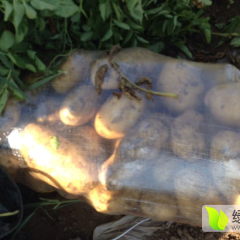 巴林左旗乡镇土豆价格稳定寻求客商诚信合作