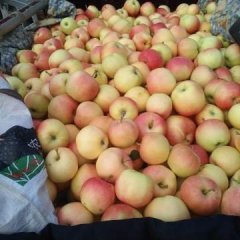 山西临猗早熟果藤木，中油桃大量上市