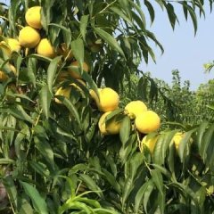 大连黄桃 金州黄桃 复州城黄桃 早熟桃 罐桃