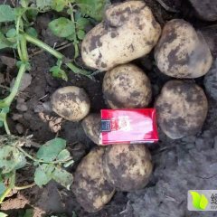 公主岭怀德张楠8月延薯四号土豆