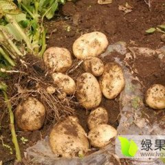 河北围场荷兰十五土豆著名品牌