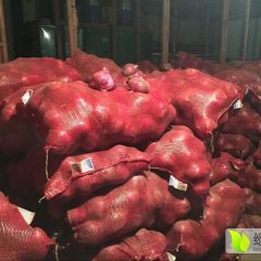 河北藁城红皮洋葱绿色无公害