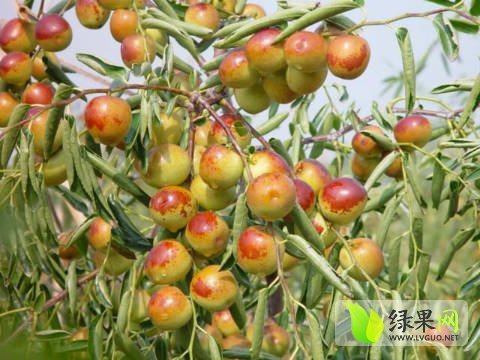 2016年山东沾化沾化冬枣价格