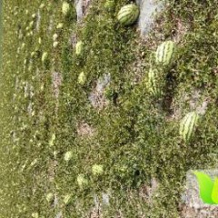 2016靖远西瓜走过路过不要错过