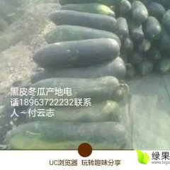 供应黑皮冬瓜