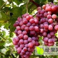 大荔县户太8号，红提供应