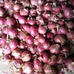 2018河北藁城洋葱值得出手