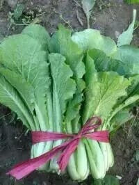 2016年河北永年小白菜价格