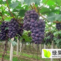 永年河西王路平8月巨峰葡萄