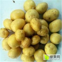 供应迷你小土豆小洋芋小马铃薯供应商企业厂家