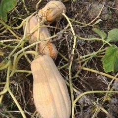 来安南瓜绵甜可口