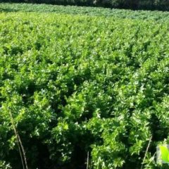 多伦芹菜绿色无公害,佛殿李艳芳诚信合作