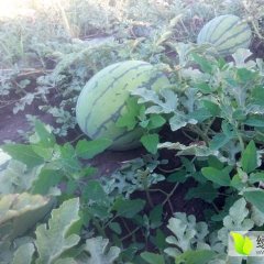 黑龙江依安地雷瓜西瓜产销两旺