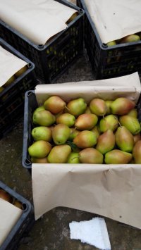 大荔梨聚焦市场城关李红诚信合作