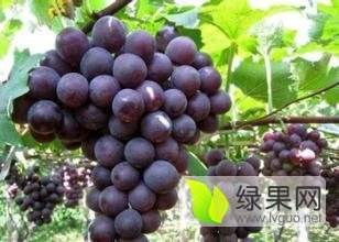 晋州市东卓孟宽场8月巨峰葡萄