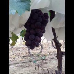陕西临渭巨峰葡萄品质优良