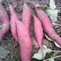 河南商薯19种薯商品薯0.7