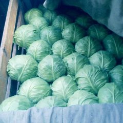 蔚县甘蓝何去何从,河北赵勇超诚信合作