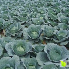 沽源小甘蓝2016价格走势