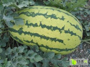 内蒙古赤峰西瓜低价来袭！！！！