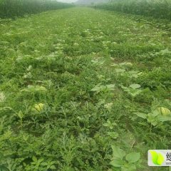 内蒙古赤峰优质西瓜低价来袭