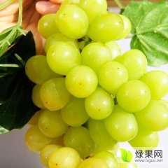 2016新市葡萄抓住商机无限