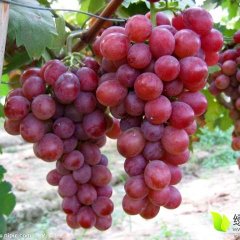 辽宁瑞森葡萄苗木培育基地