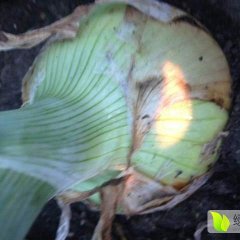 宁安黄葱和紫葱，八月中旬就开始收获