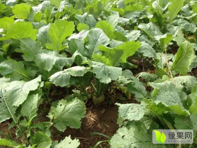 松山当铺周长胜9月芥菜 芥菜价格行情 蔬菜商情网