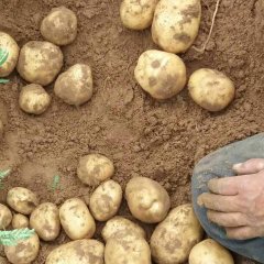 陕西定边土豆大量上市