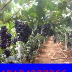 2016辽宁熊岳葡萄代购 再不来就没机会了！