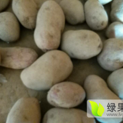 察右中旗土豆品质优良杨桂魏斌诚信合作