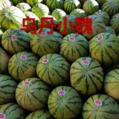 内蒙古翁牛特旗冠龙、金城5号等品种西瓜长期供