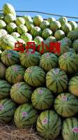 内蒙古翁牛特旗冠龙、金城5号等品种西瓜长期供