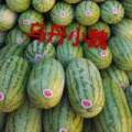 8月份内蒙古赤峰金城5号、冠龙、无籽、天丰热供