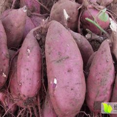 简阳红薯长势旺盛,新市赖玉彬诚信合作