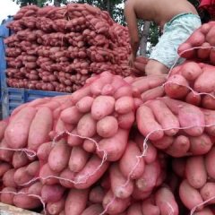 河北饶阳龙署九号红薯大量上市了