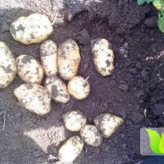 围场朝阳刘永新9月冀张薯8号土豆