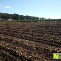 公主岭市怀德镇延薯四土豆大量上市