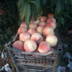 大名蜜桃名扬天下,杨桥刘鹏华诚信合作