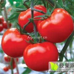 山东莘县西红柿大量上市