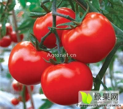 2016年山东莘县以色列西红柿价格