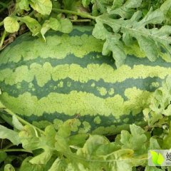 翁牛特旗乌丹汪长岭9月金城5号西瓜