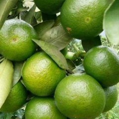 2016桂林柑橘 特早上市订货有惊喜