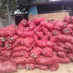 洋葱纵观山东全境，聊城莘县红皮洋葱