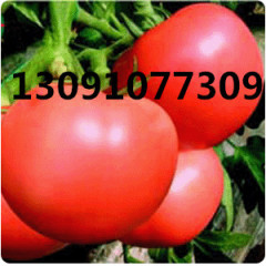 乐亭西红柿营养丰富春辉李春辉诚信合作